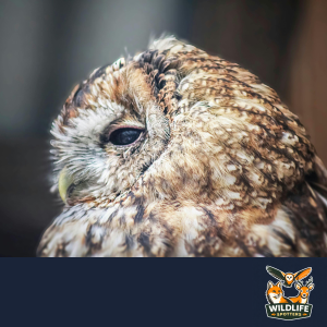 Wildlife Spotter Owl