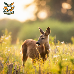 Wildlife Spotters Deer