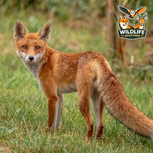 Wildlife Spotters Fox