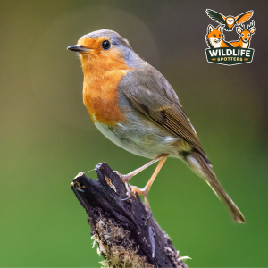 Wildlife Spotters Robin